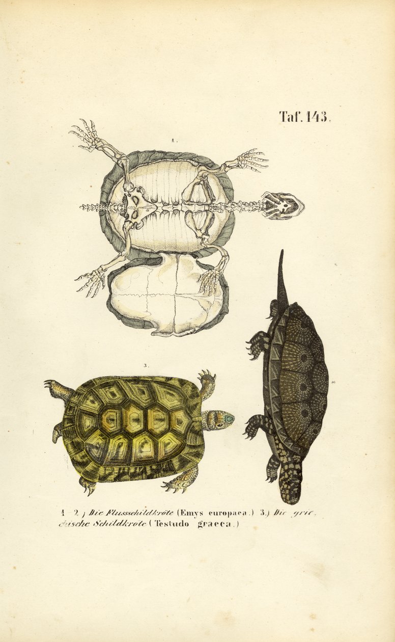  av J. W. Tenhaeff