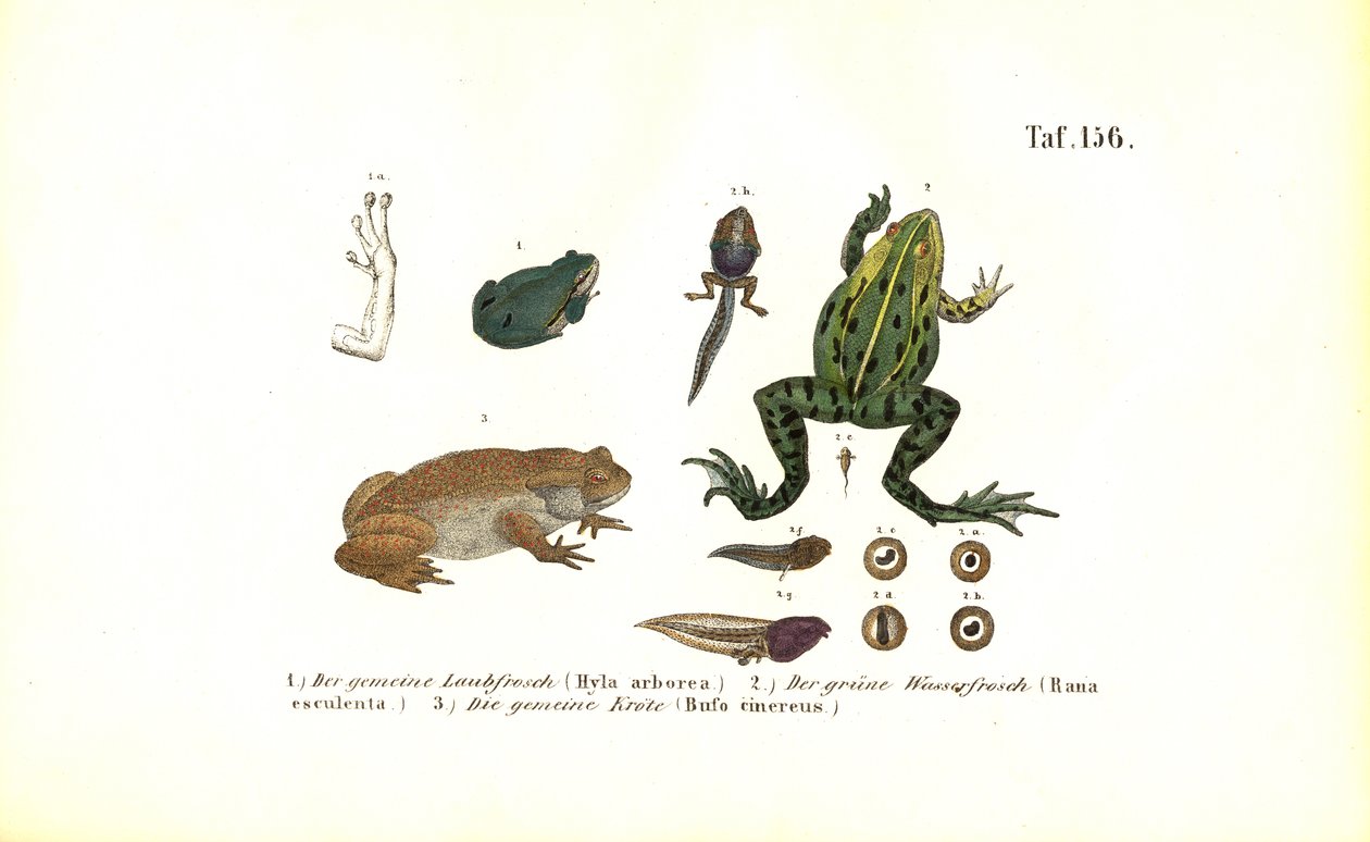 Europeiske trefrosker og vanlig padde av J. W. Tenhaeff