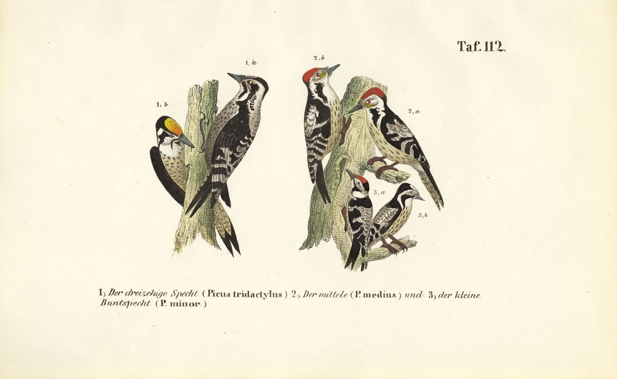 Europeisk hakkespettarter av J. W. Tenhaeff