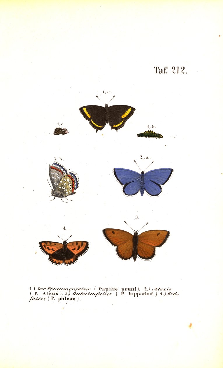  av J. W. Tenhaeff