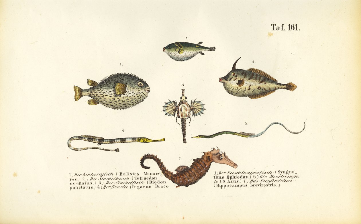 Eksotisk marin fisk og sjøhesten av J. W. Tenhaeff