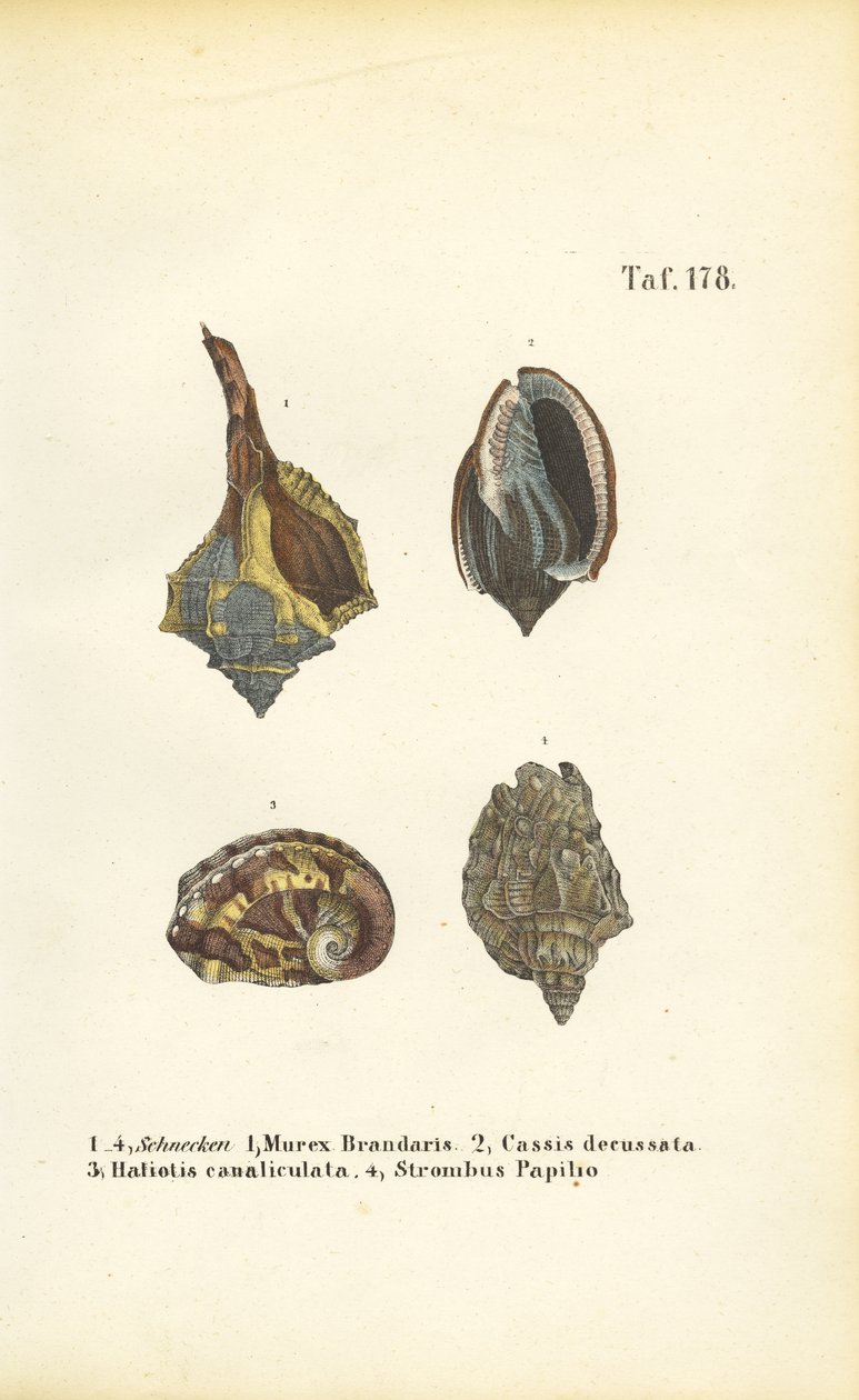  av J. W. Tenhaeff
