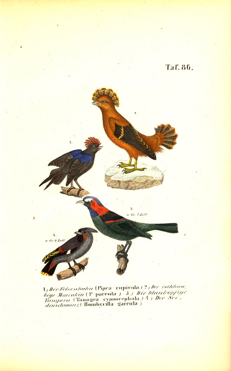  av J. W. Tenhaeff