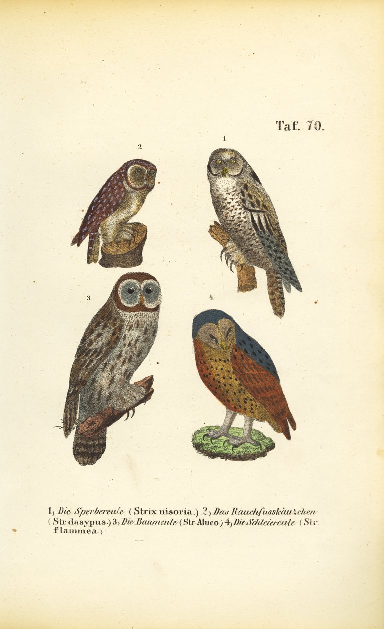  av J. W. Tenhaeff
