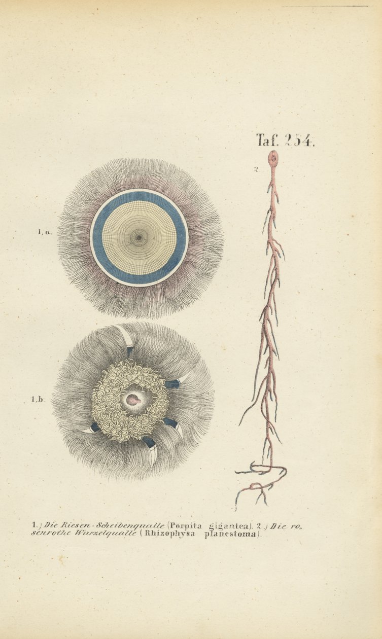  av J. W. Tenhaeff