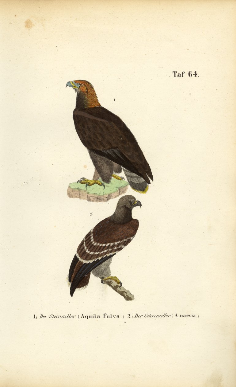 Kongeørn og mindre flekkørn av J. W. Tenhaeff