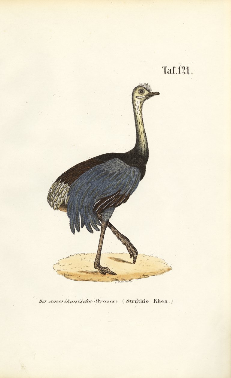  av J. W. Tenhaeff