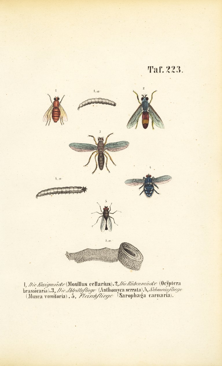 Skadelige fluearter og larvene deres av J. W. Tenhaeff