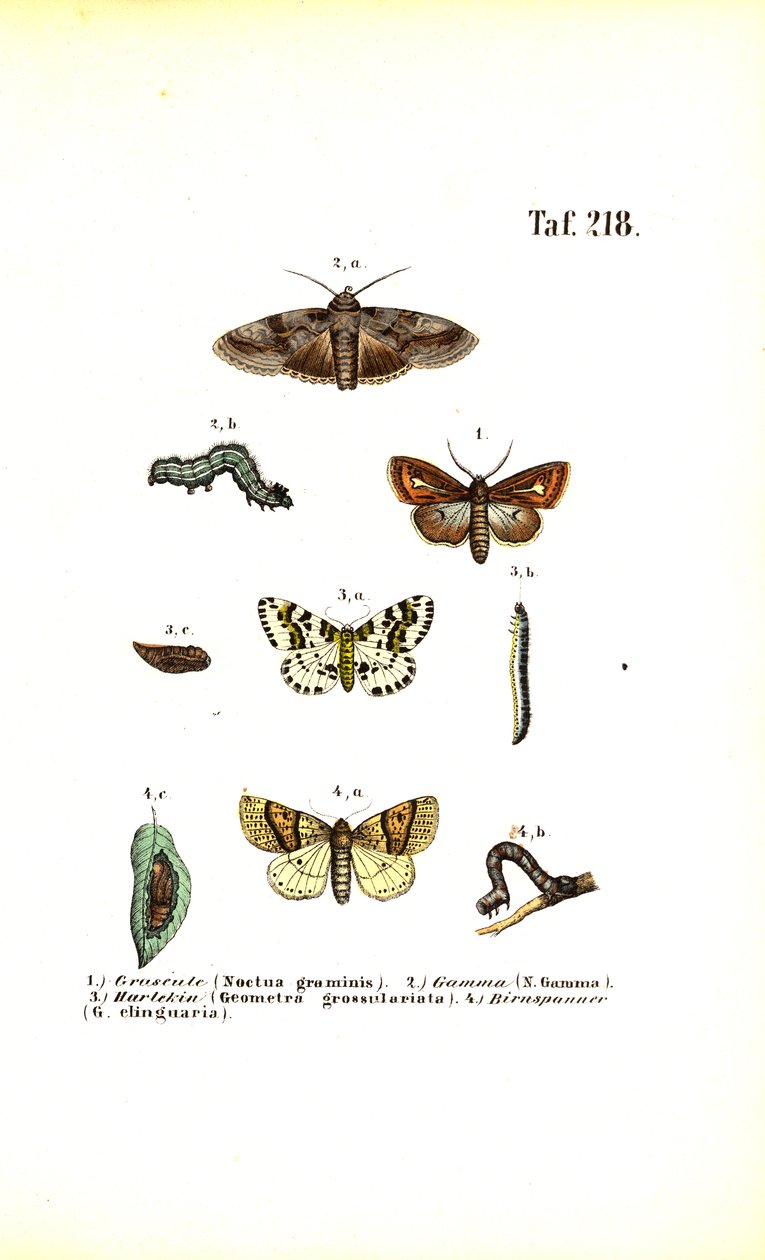  av J. W. Tenhaeff