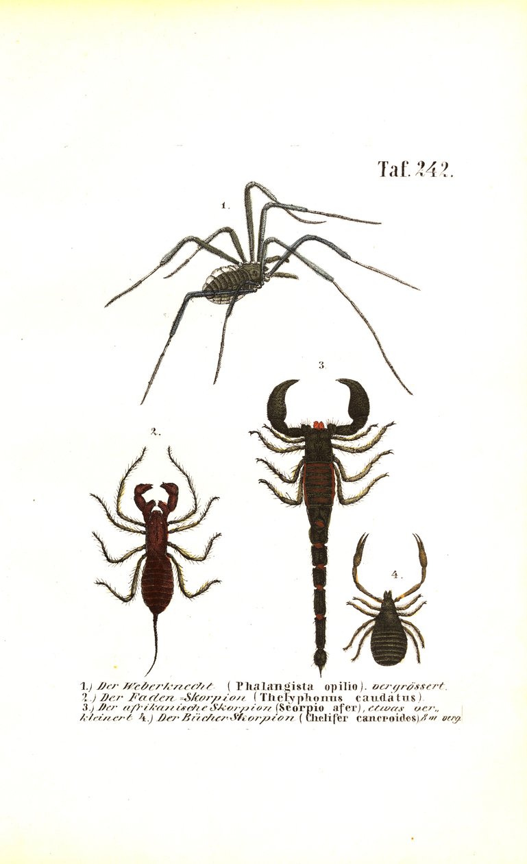 Høstmann og skorpioner av J. W. Tenhaeff