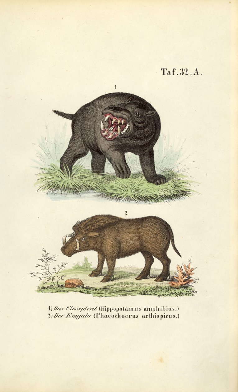Flodhest og vortesvin av J. W. Tenhaeff