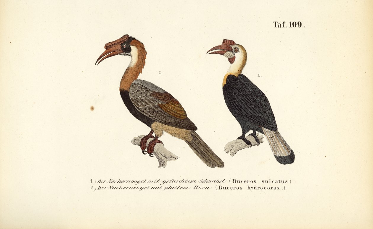 Hornfugler fra Sørøst-Asia av J. W. Tenhaeff