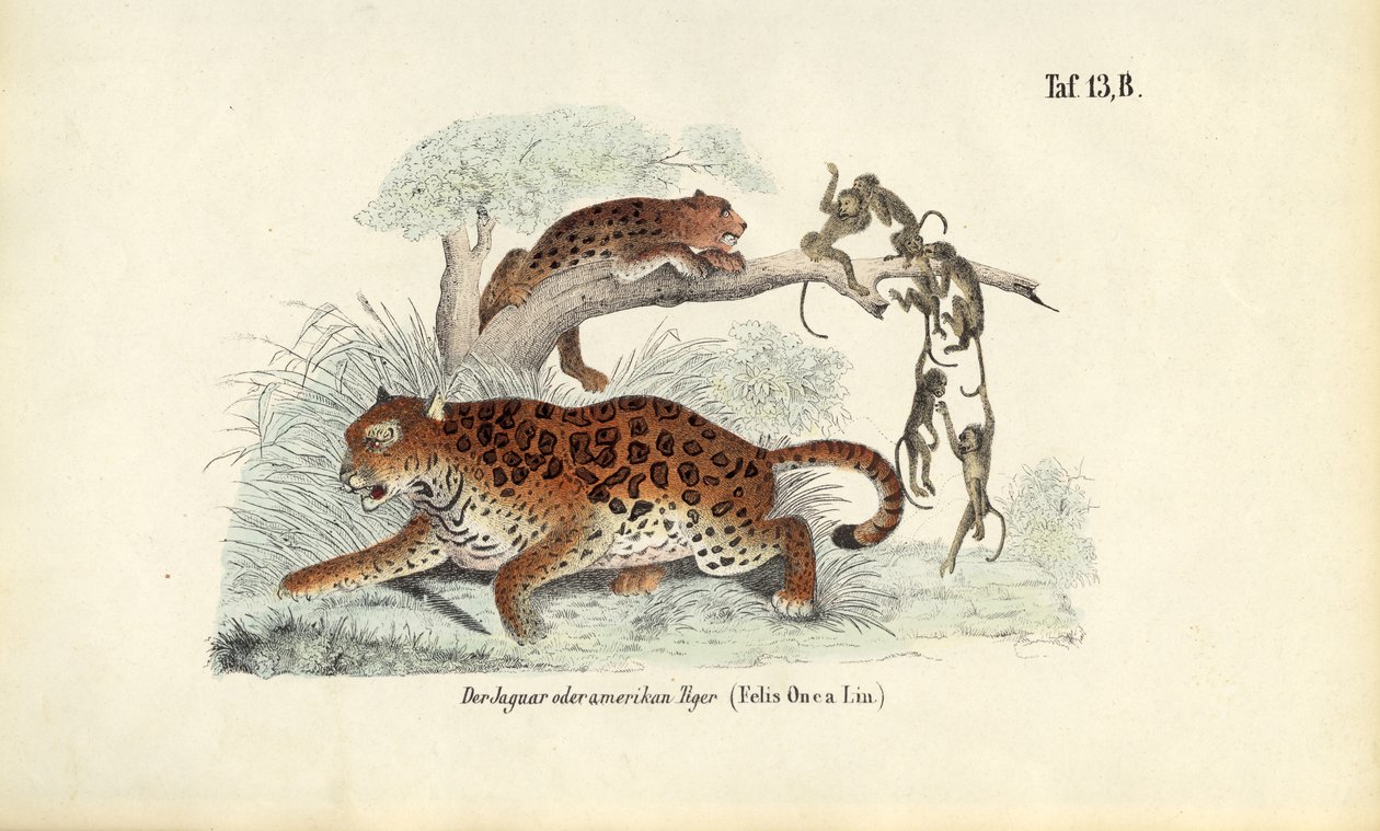 Jaguar og aper av J. W. Tenhaeff