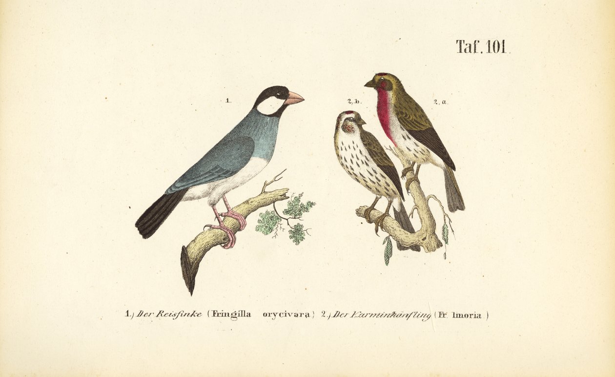  av J. W. Tenhaeff