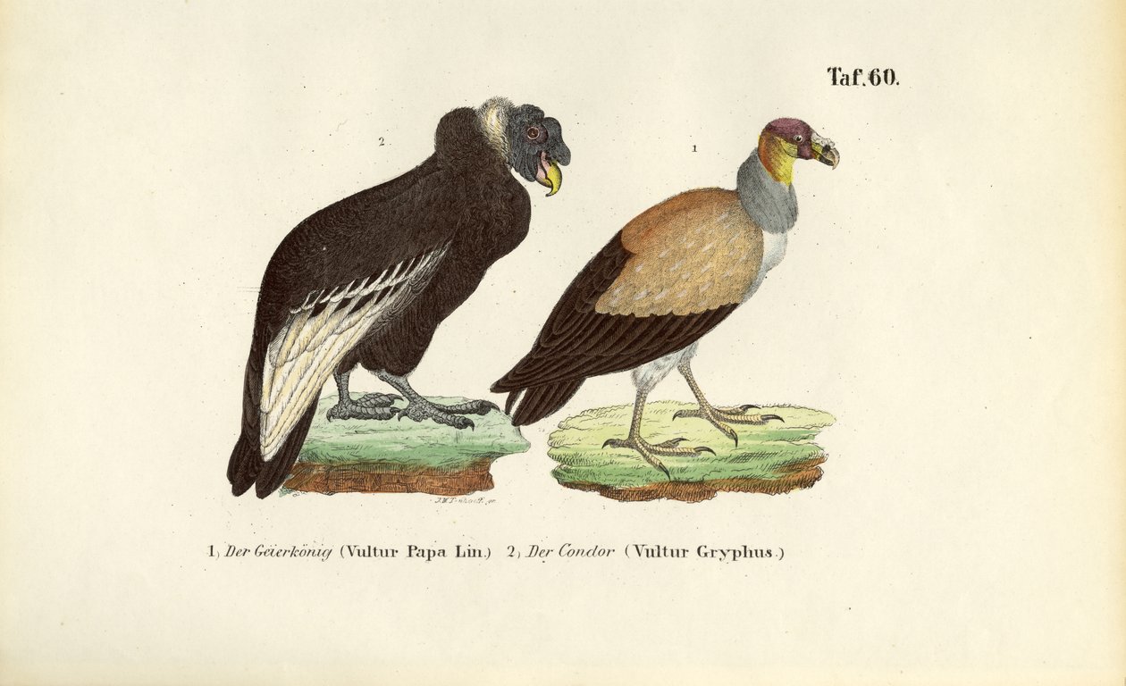 Kongegribb og andeskondor av J. W. Tenhaeff