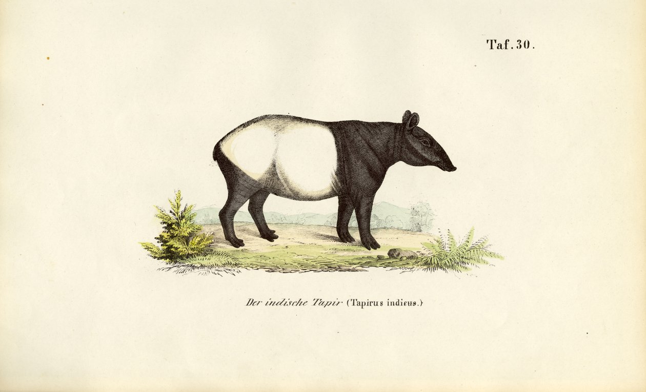 Malaysisk tapir av J. W. Tenhaeff