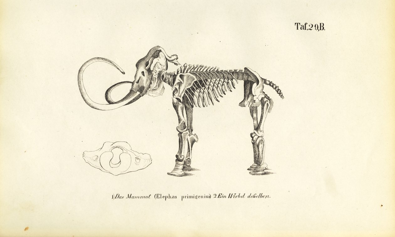 Mammutskjelett av J. W. Tenhaeff