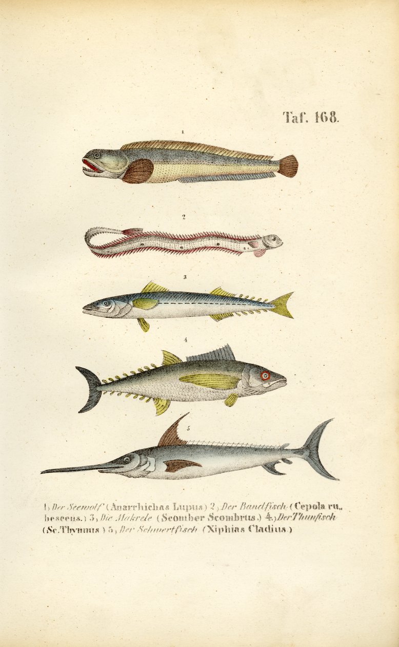 Marin fisk i europeiske farvann av J. W. Tenhaeff