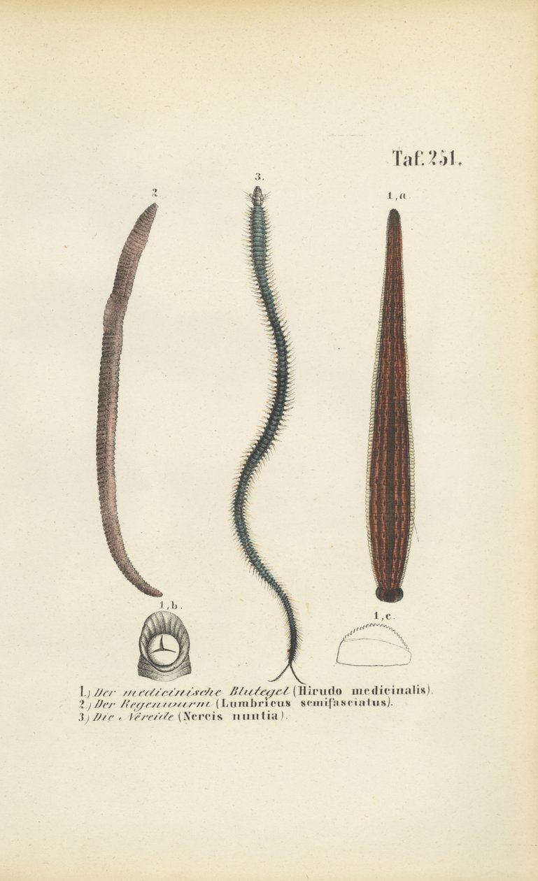  av J. W. Tenhaeff
