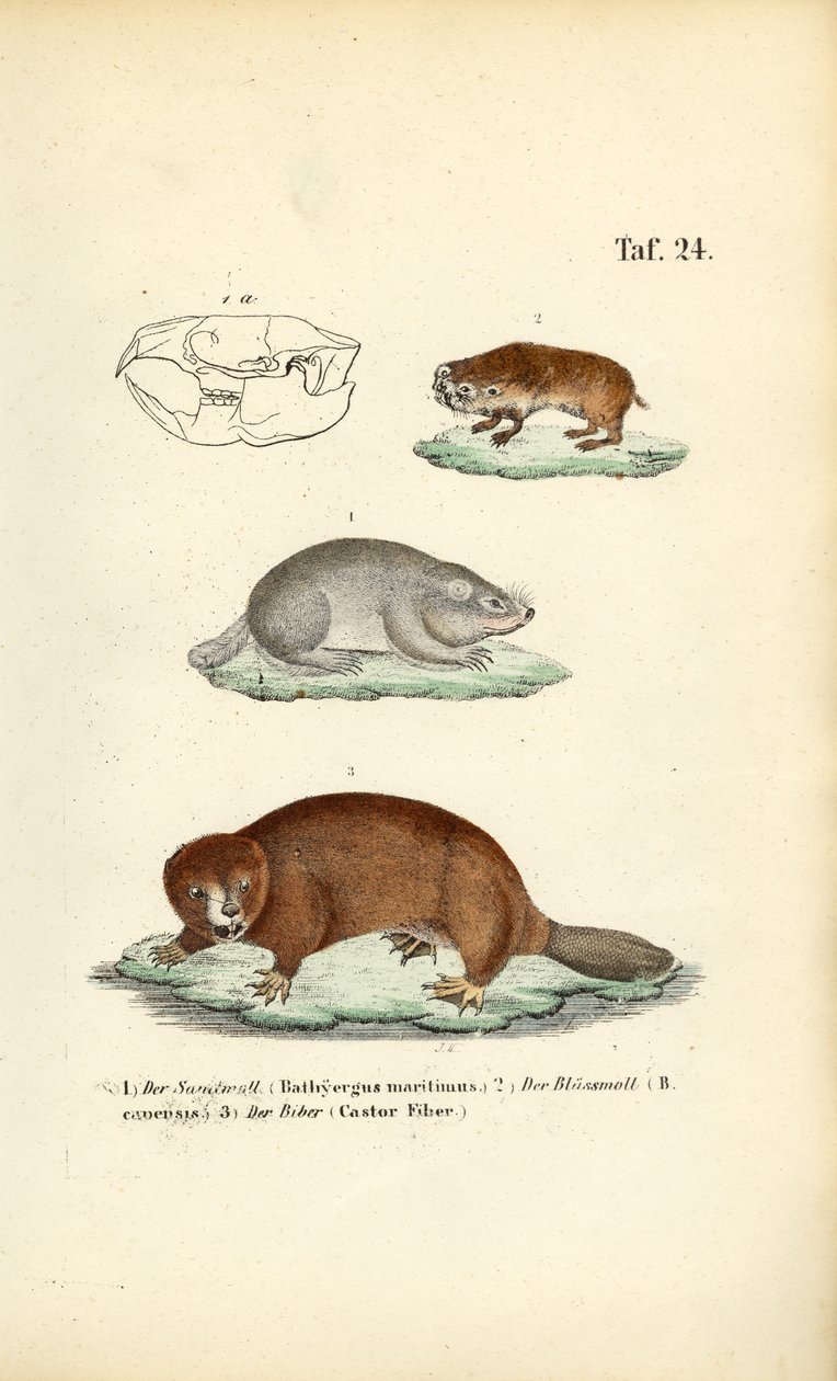 Muldvarper og bever av J. W. Tenhaeff