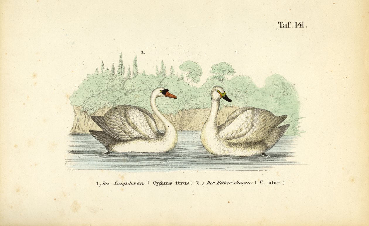 Knoppsvane og sangsvane av J. W. Tenhaeff