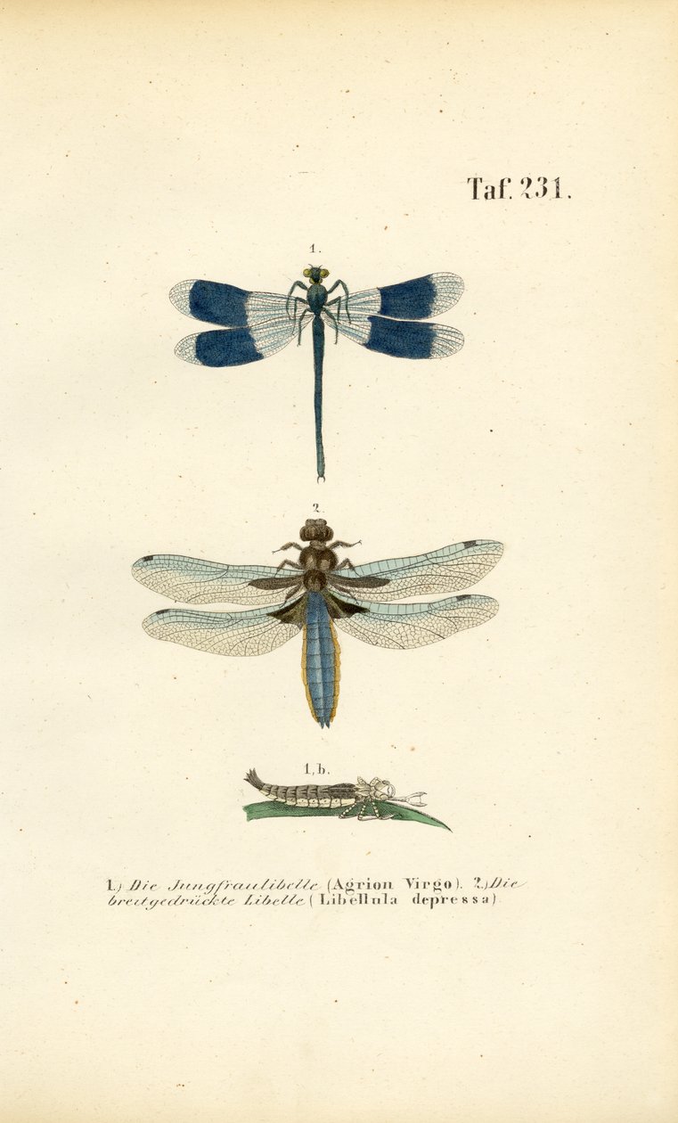  av J. W. Tenhaeff