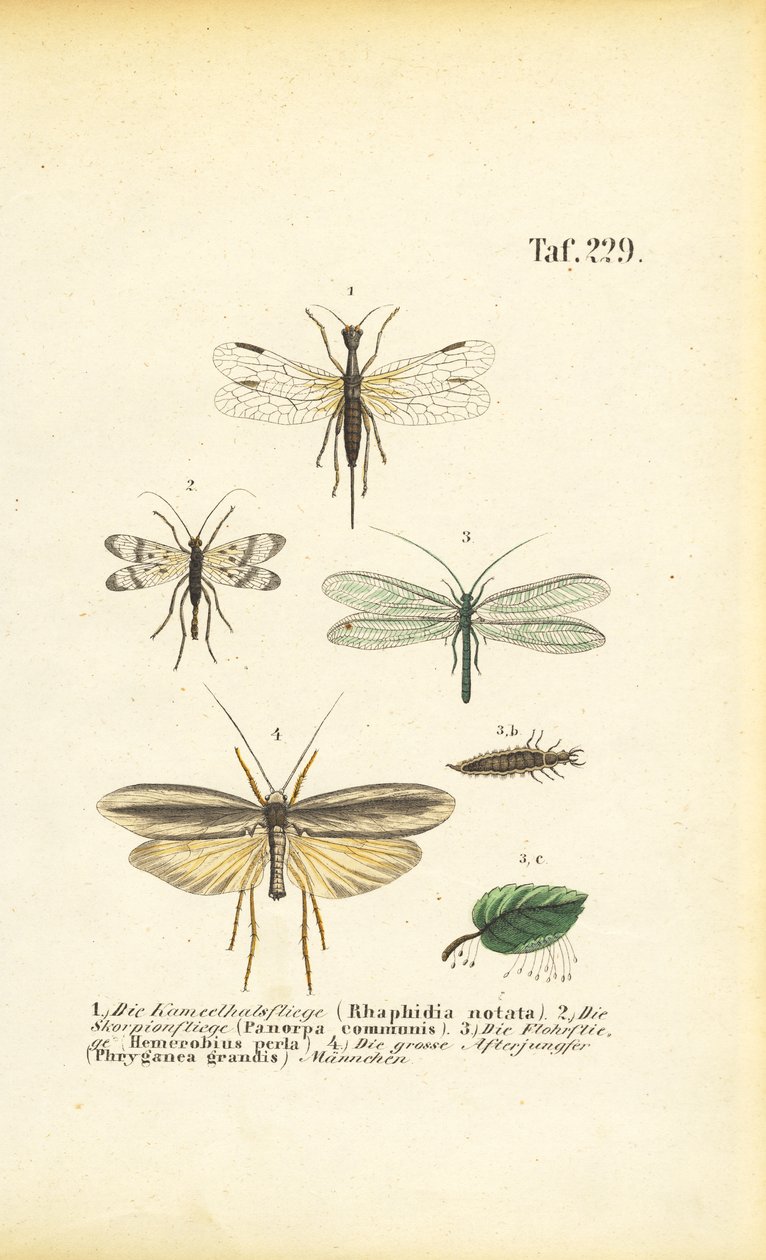  av J. W. Tenhaeff