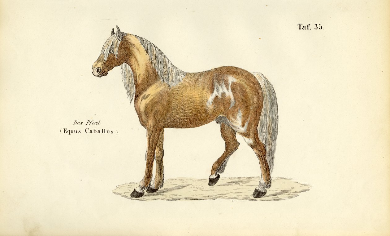 Edel hest av J. W. Tenhaeff