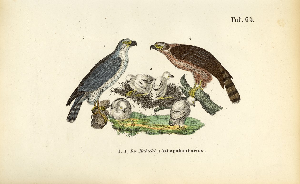  av J. W. Tenhaeff