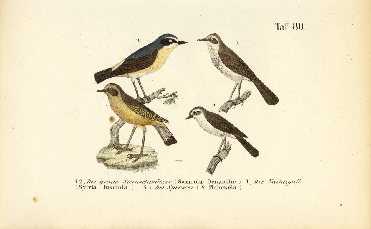 Nordskvett, vanlig nattergal og trostnattergal av J. W. Tenhaeff