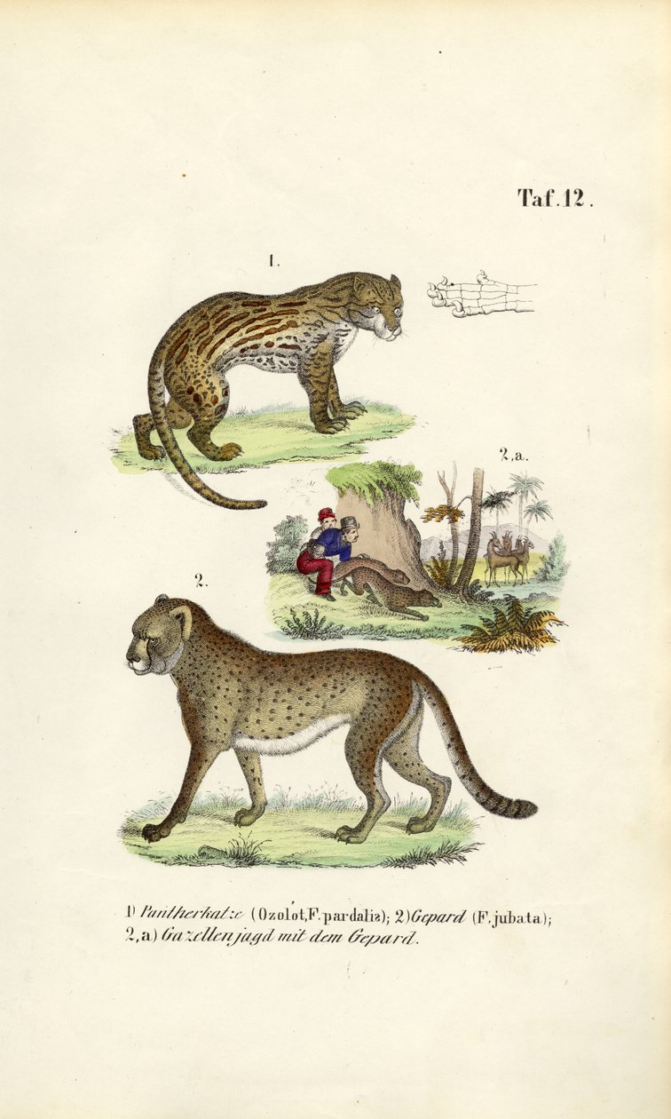 Ocelot, gepard og gepardjakt av J. W. Tenhaeff