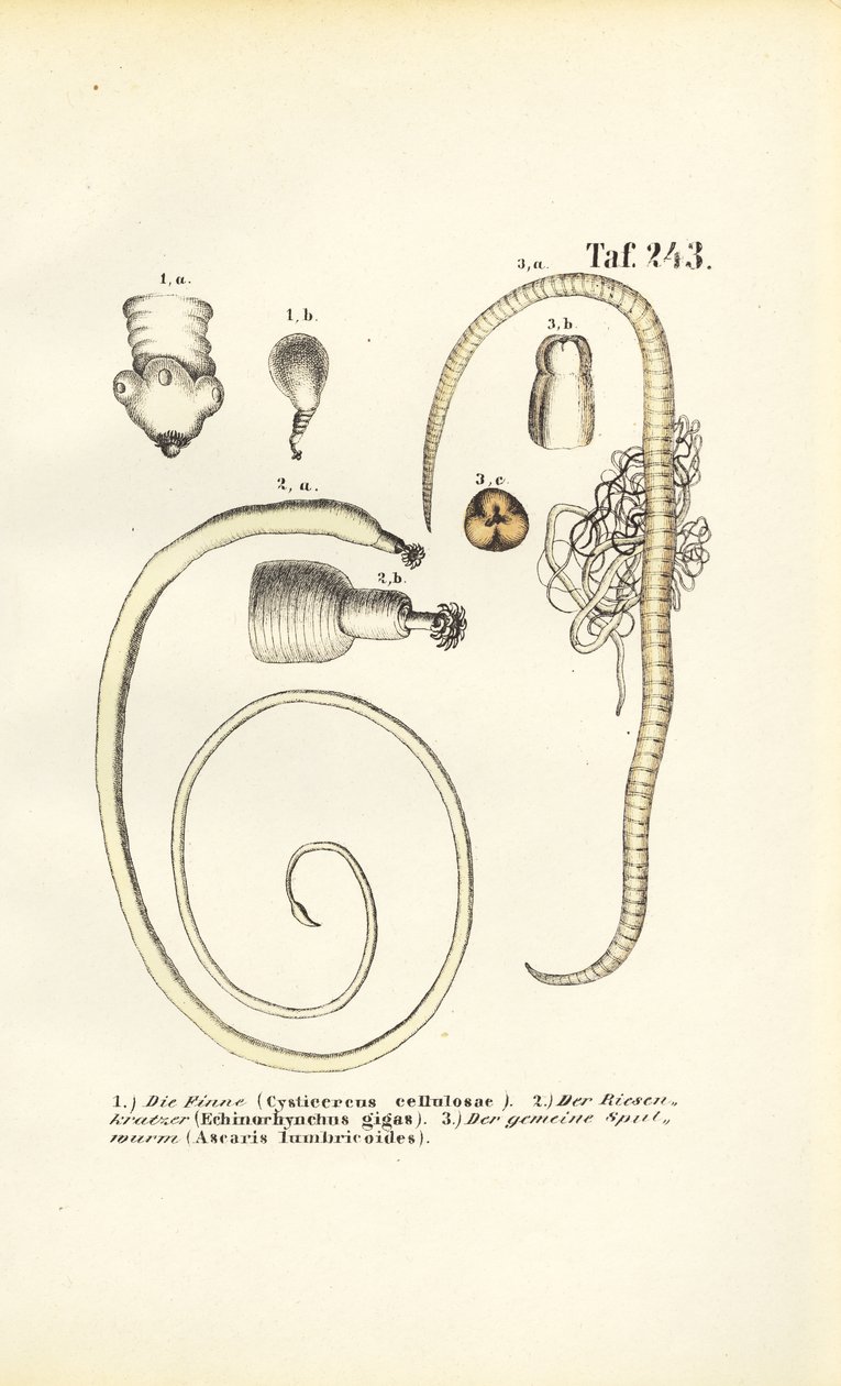  av J. W. Tenhaeff