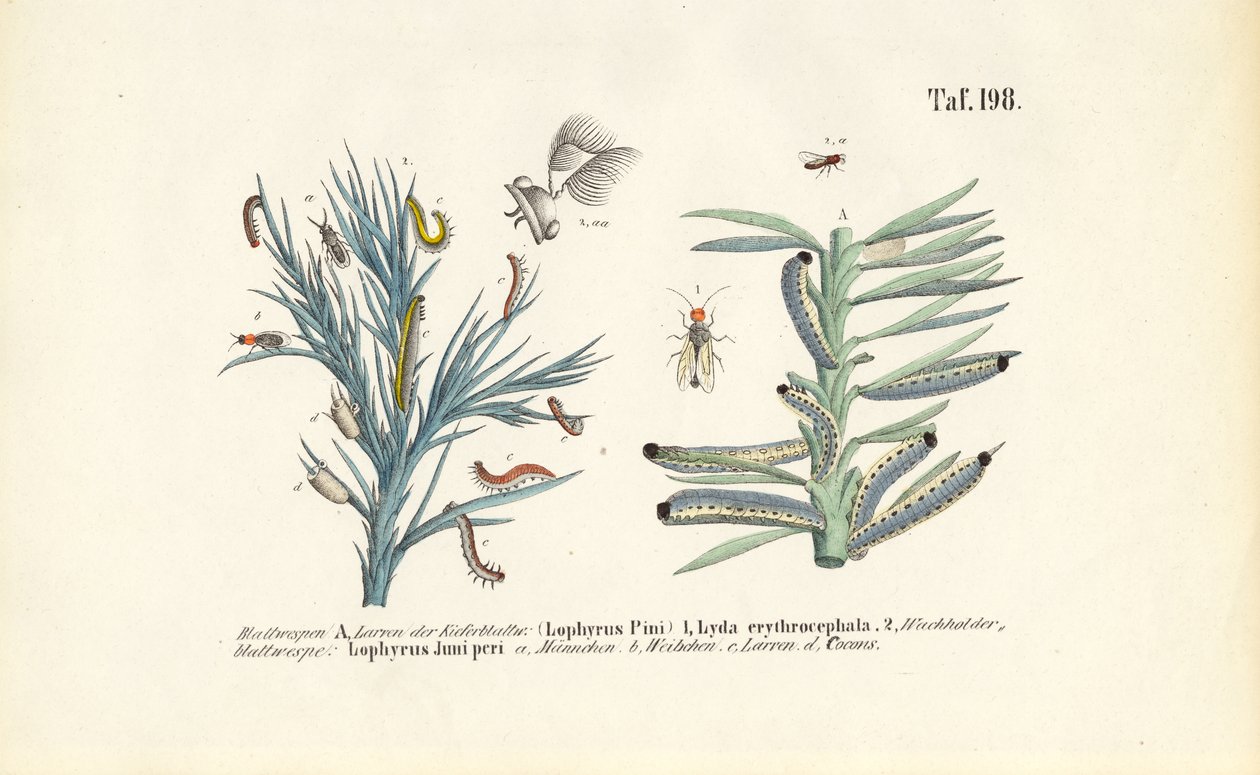 Furusagfluelarver og deres utvikling av J. W. Tenhaeff