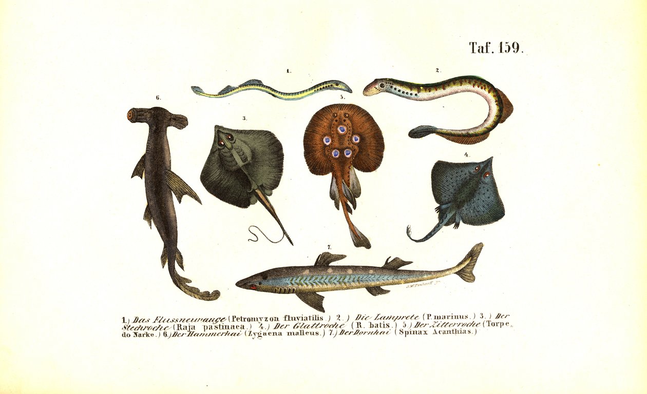 Primitiv fisk og rokker av J. W. Tenhaeff