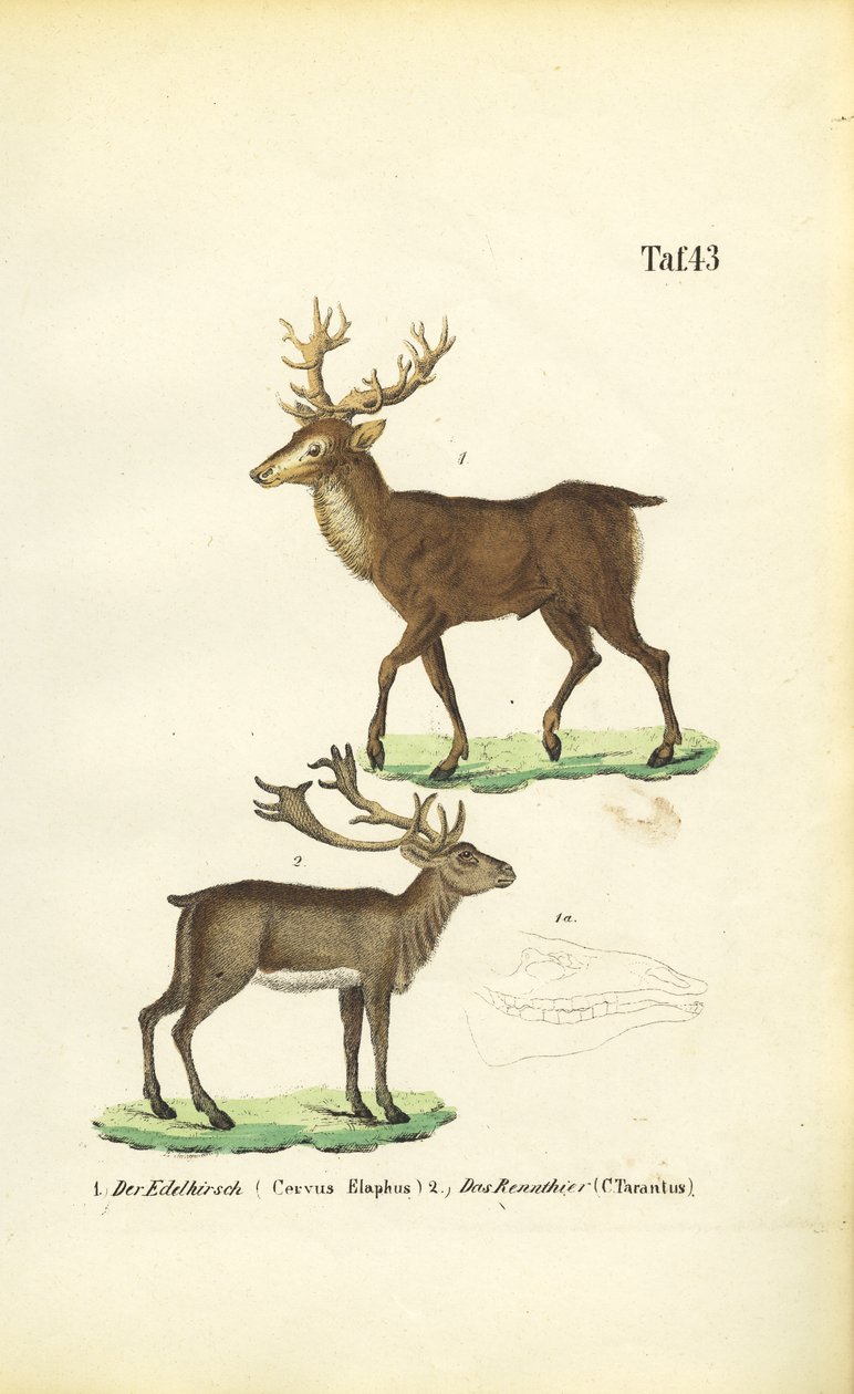 Hjort og reinsdyr av J. W. Tenhaeff