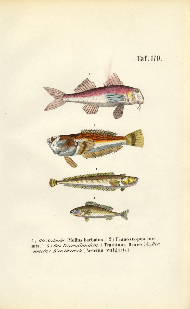  av J. W. Tenhaeff