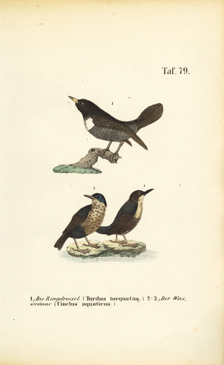  av J. W. Tenhaeff