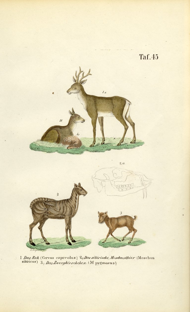Rådyr, moskushjort og musehjort av J. W. Tenhaeff
