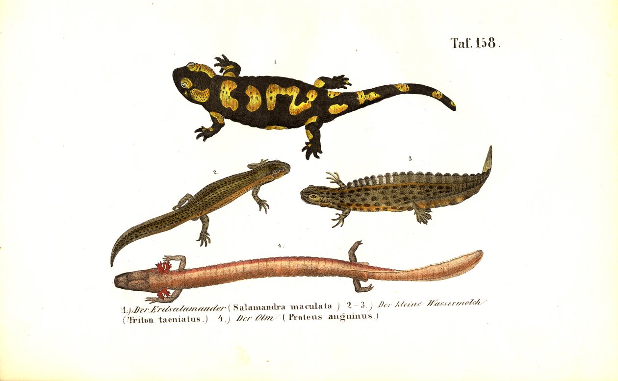 Salamandere og salamandere i ulike utviklingsformer av J. W. Tenhaeff