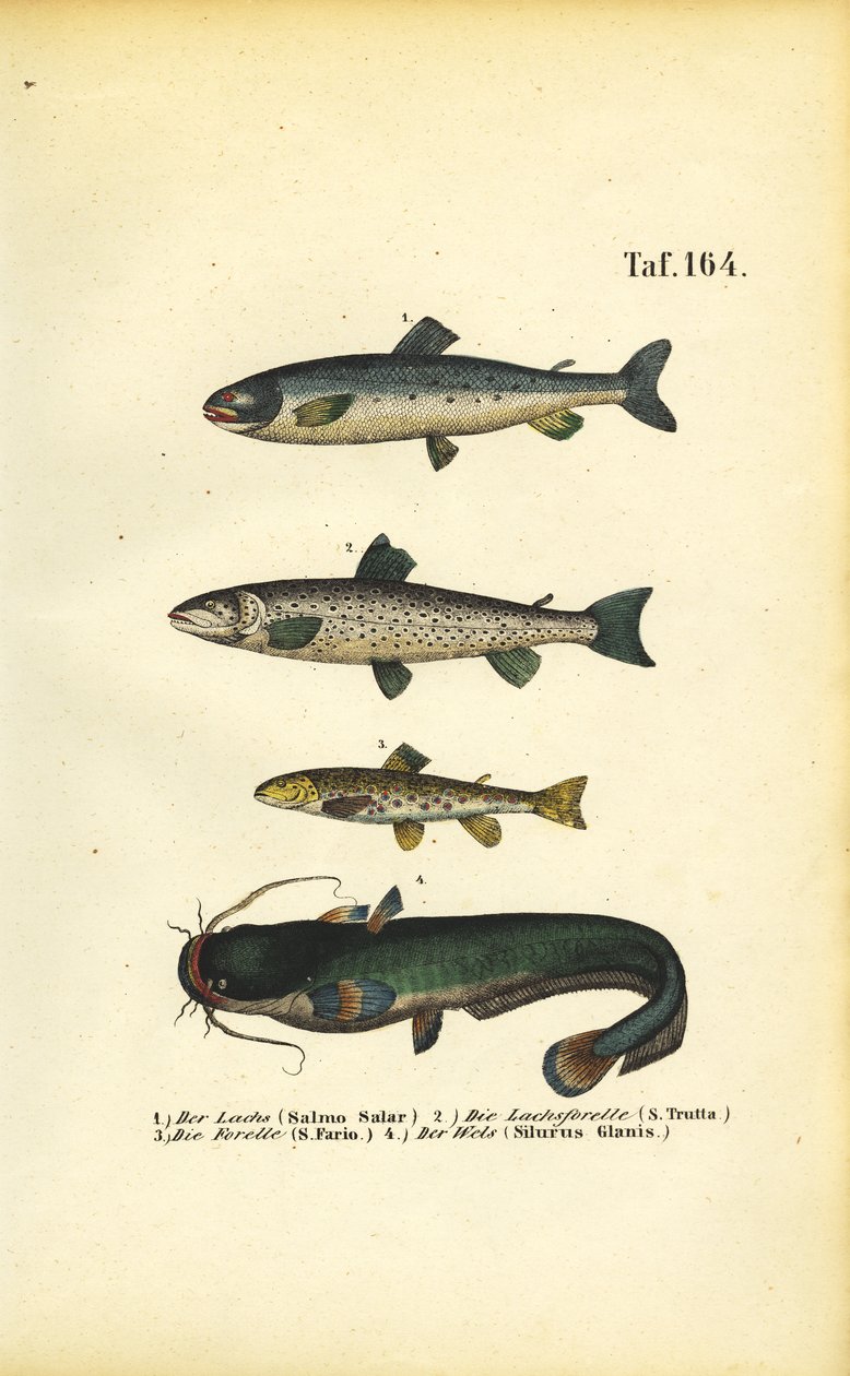  av J. W. Tenhaeff