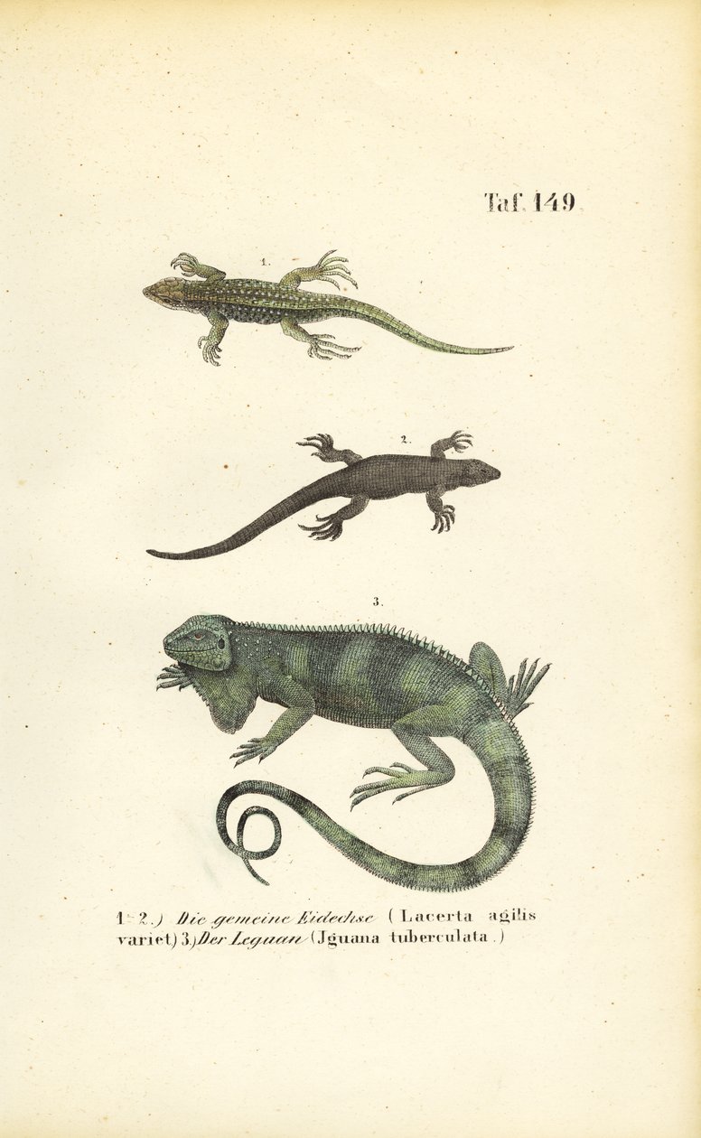 Sandøgler og grønn iguana av J. W. Tenhaeff