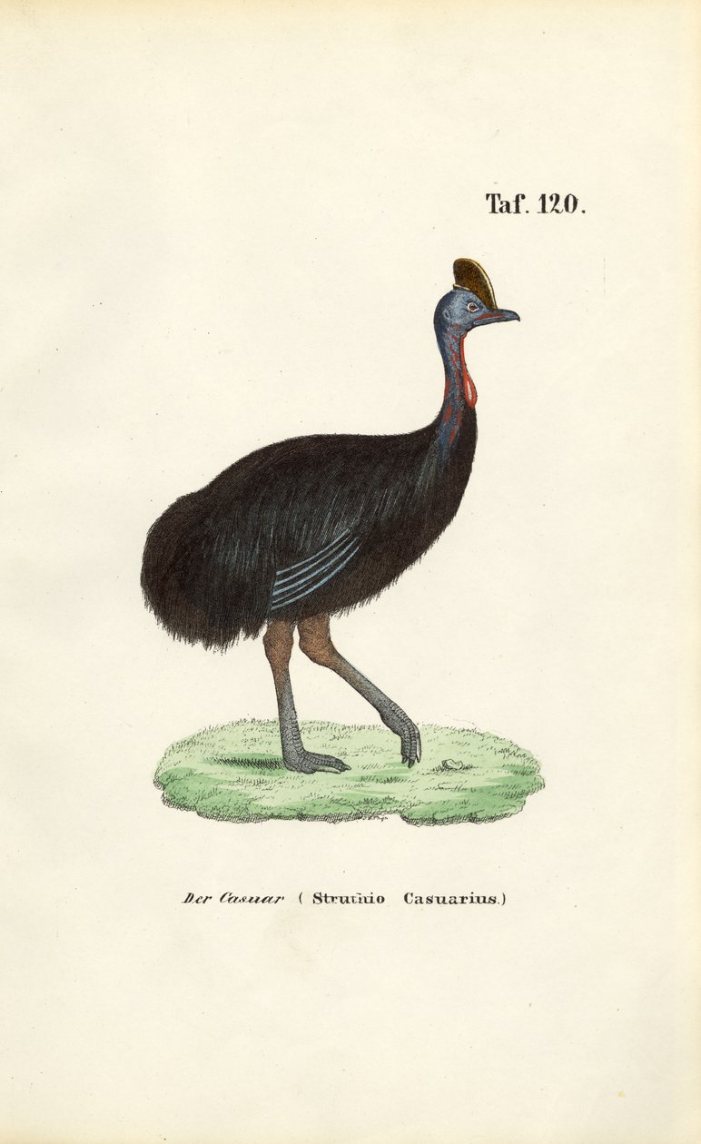  av J. W. Tenhaeff