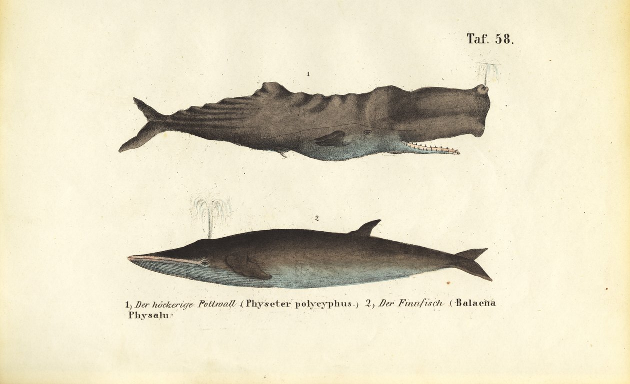  av J. W. Tenhaeff