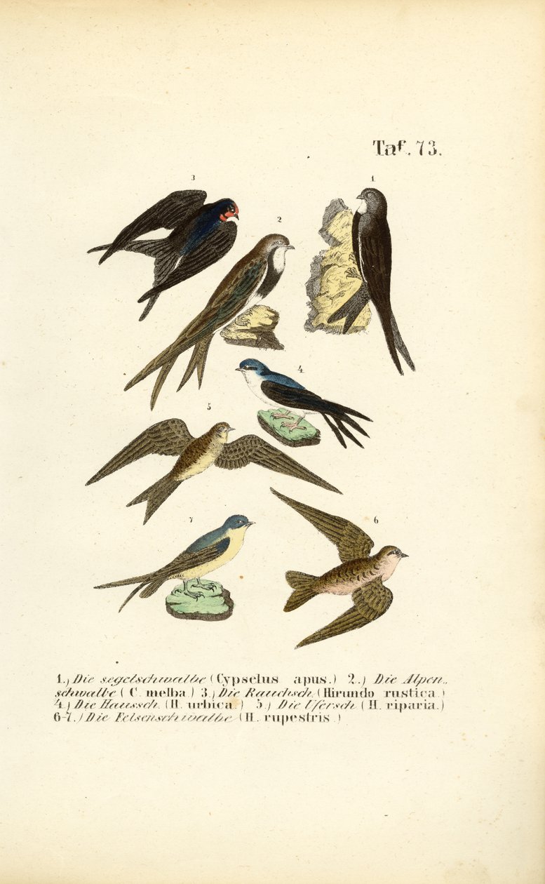  av J. W. Tenhaeff