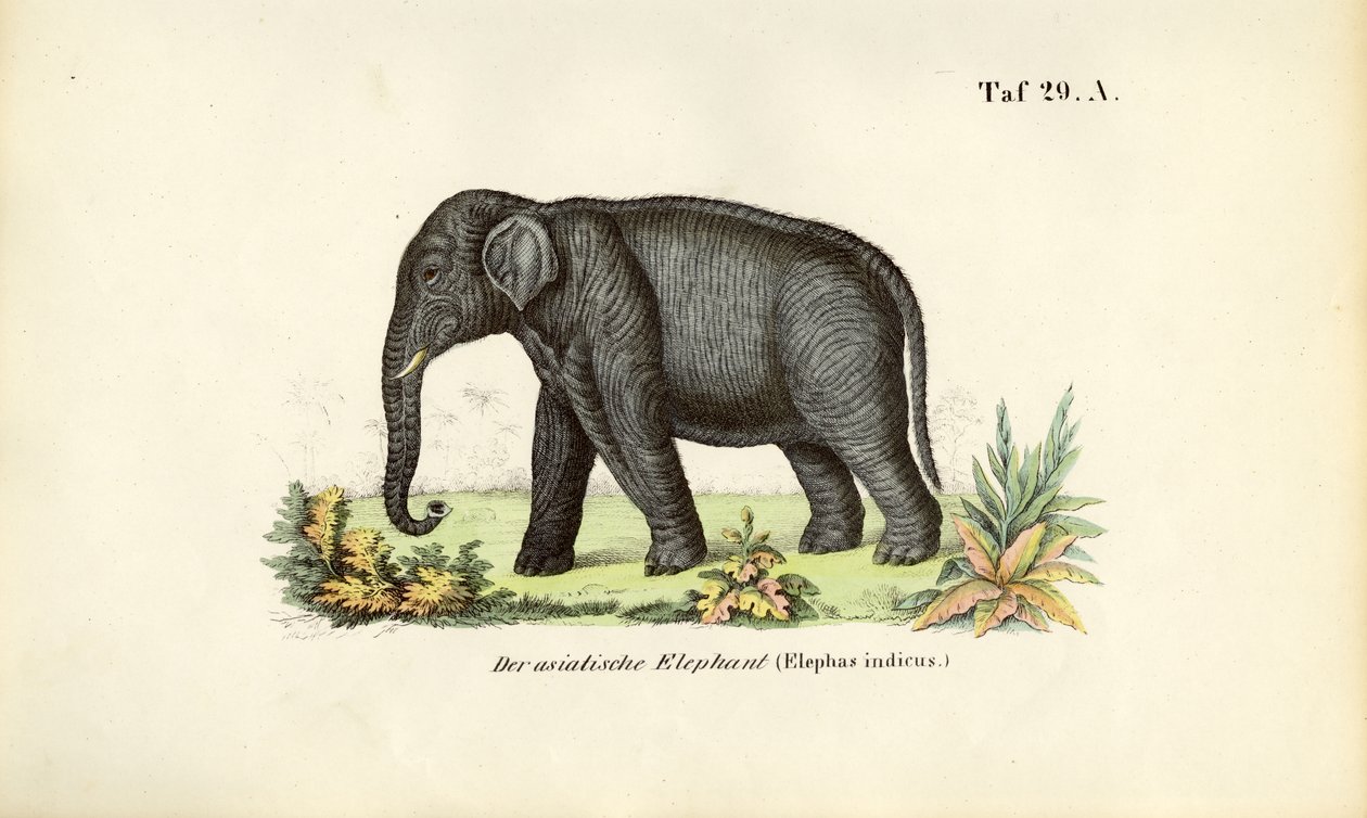  av J. W. Tenhaeff