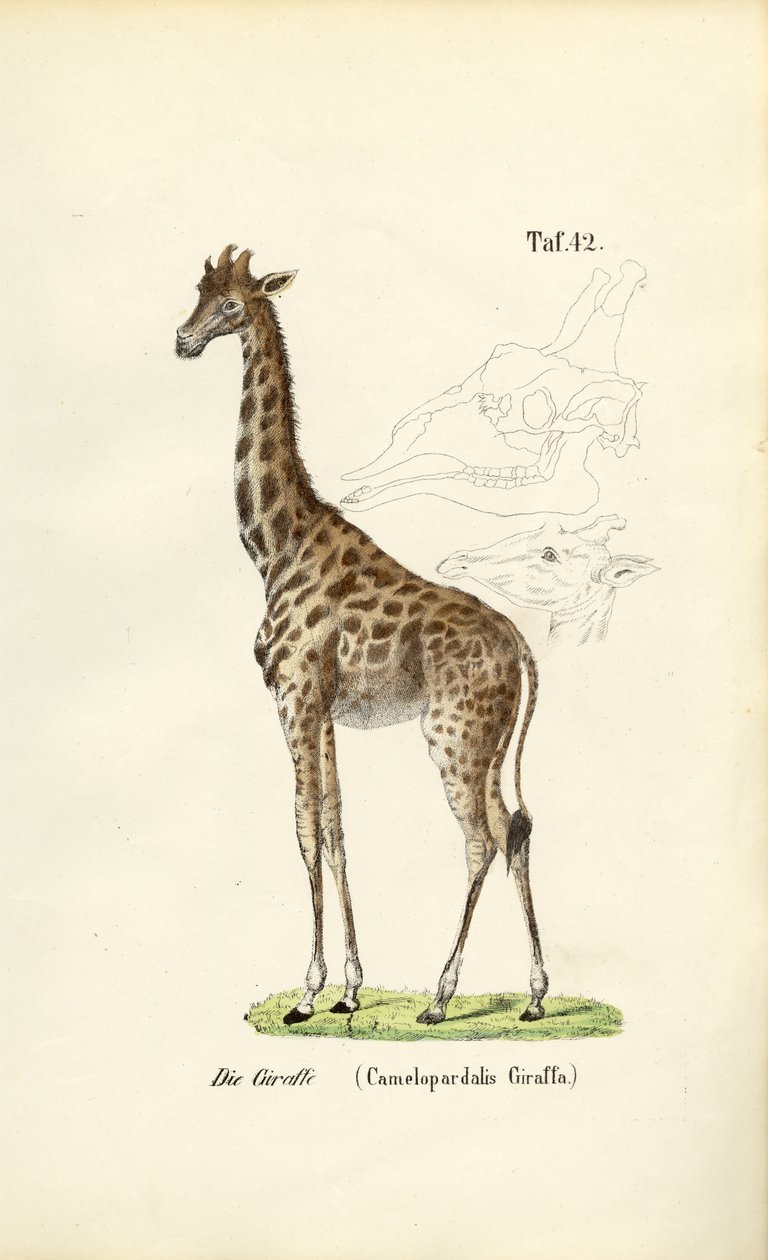  av J. W. Tenhaeff