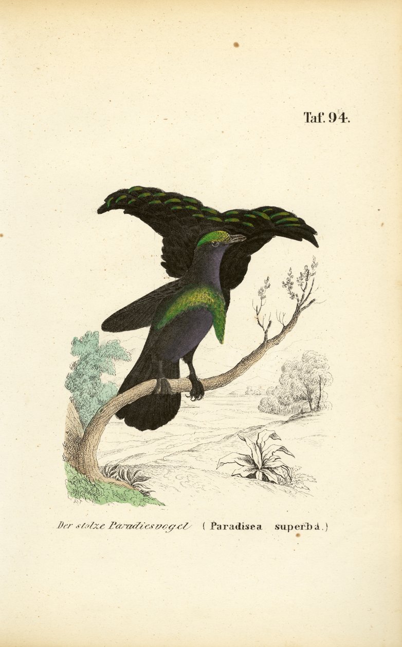 Den fantastiske paradisfuglen av J. W. Tenhaeff