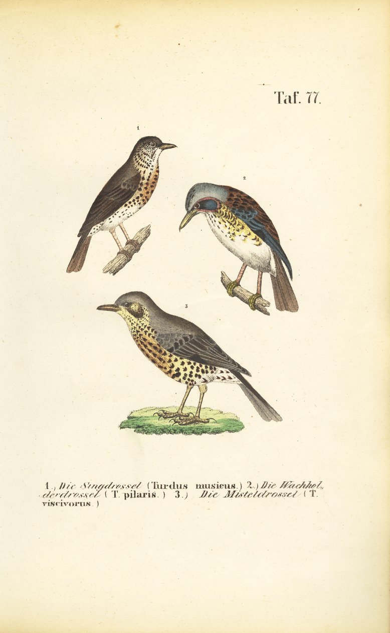 Tre trostearter av J. W. Tenhaeff