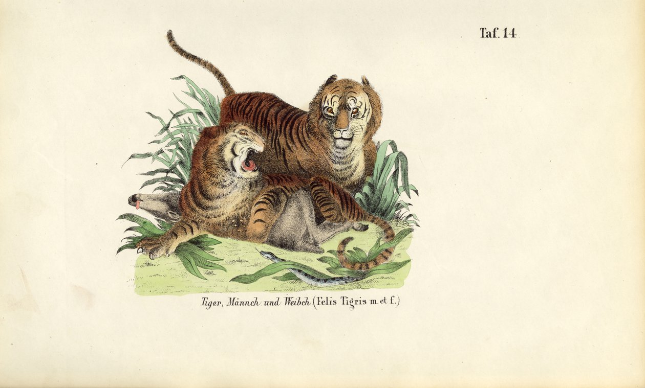 Tigre, hann og hunn av J. W. Tenhaeff