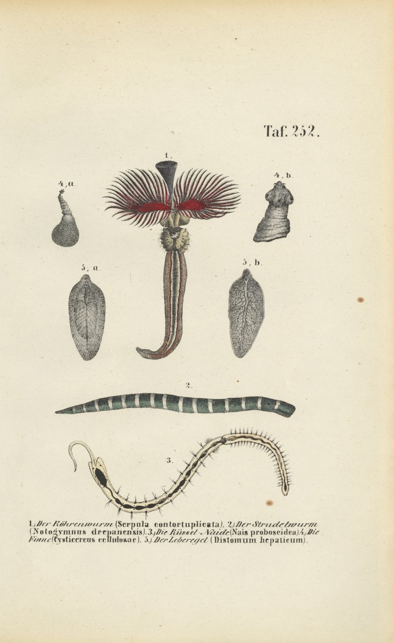  av J. W. Tenhaeff